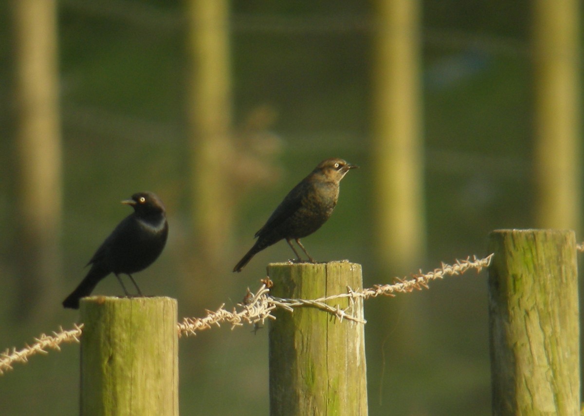 Rusty Blackbird - ML263395861