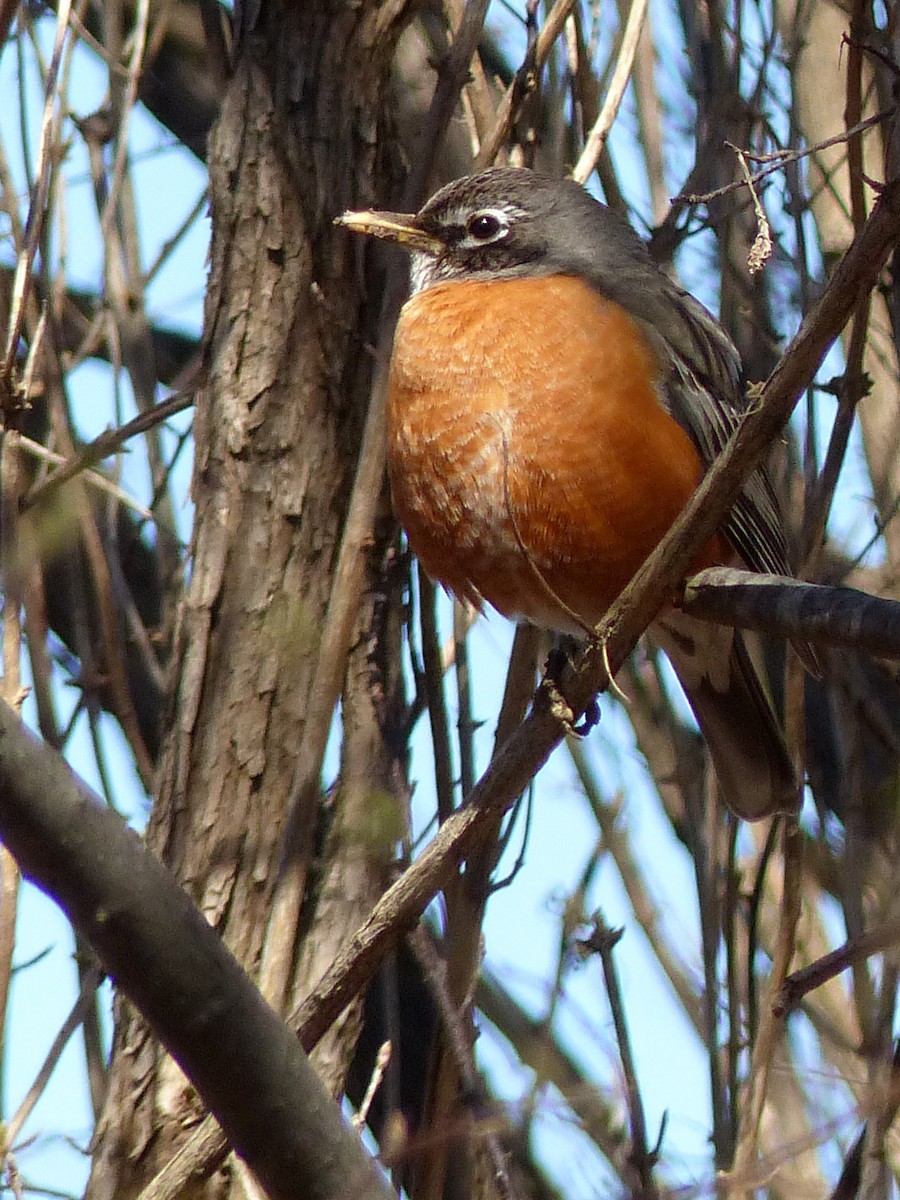 American Robin - Jean Ronan