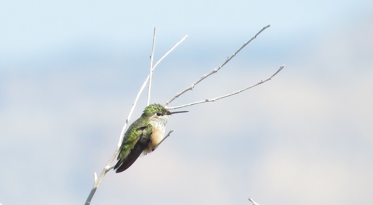 Calliope Hummingbird - ML263397261