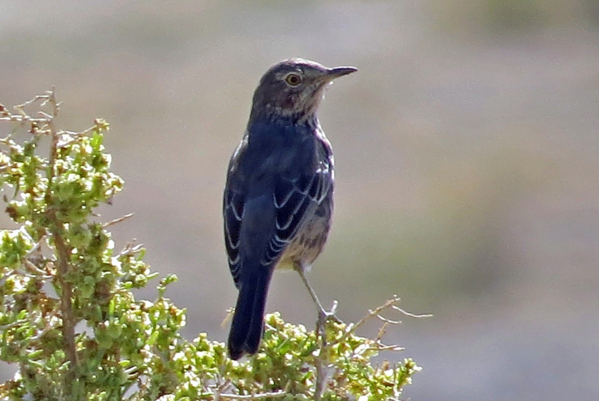 Sage Thrasher - ML263397301