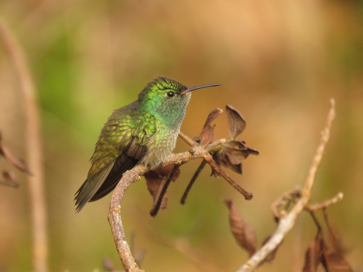 tupikolibri - ML263397371