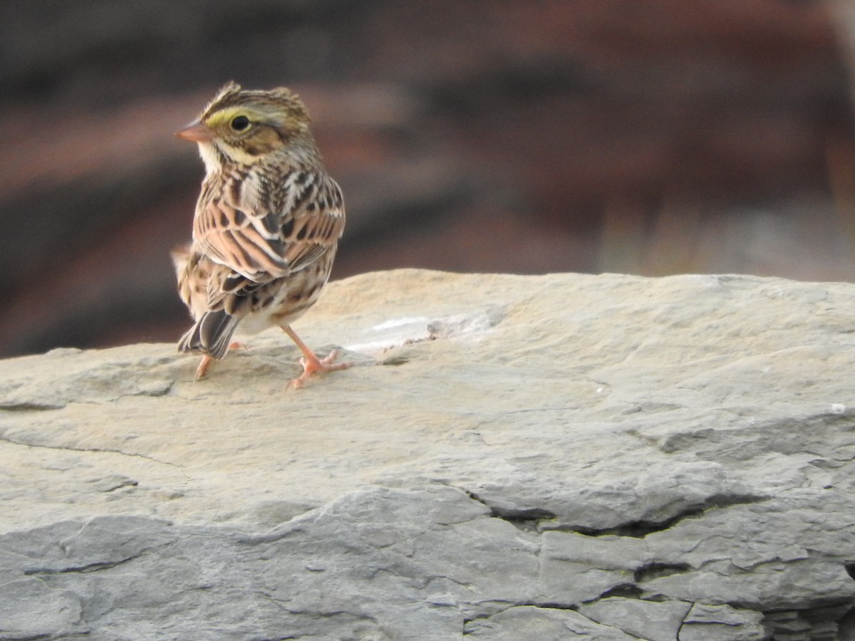 Savannah Sparrow - ML263397521