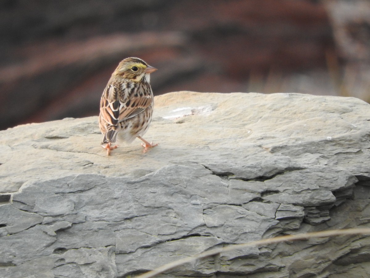 Savannah Sparrow - ML263397531