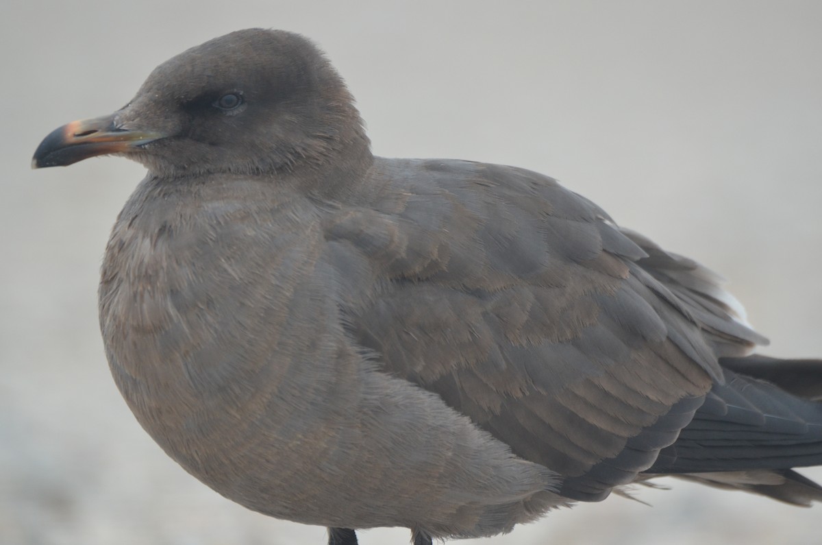 Heermann's Gull - Jeff Sexton