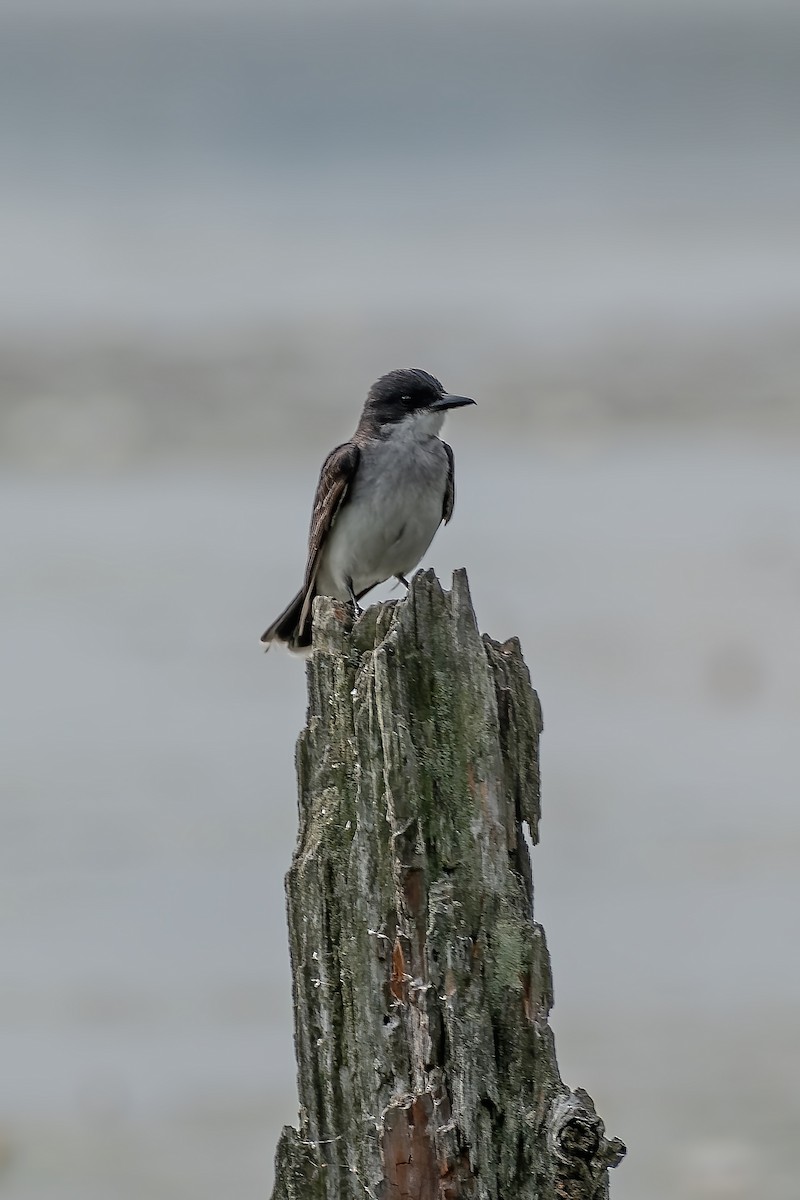 Eastern Kingbird - ML263401831