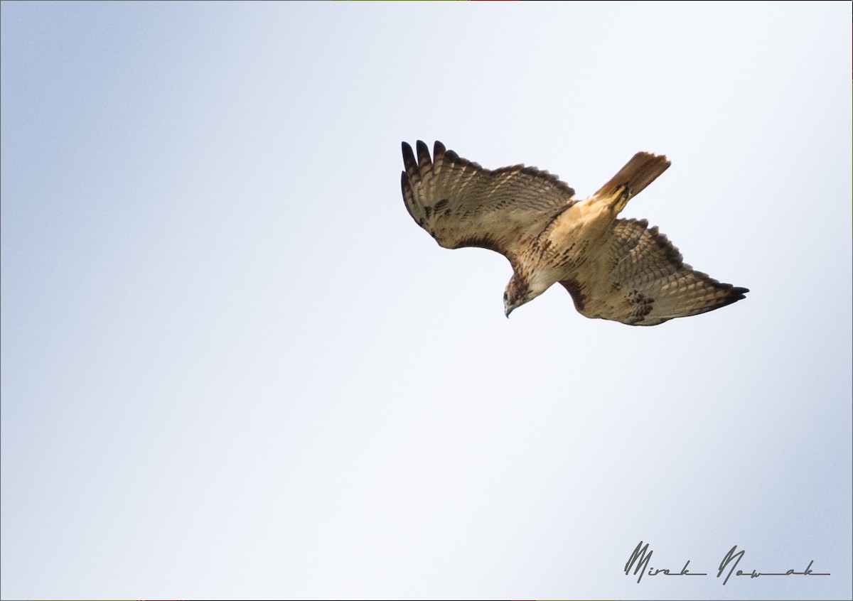 Red-tailed Hawk - ML263404021