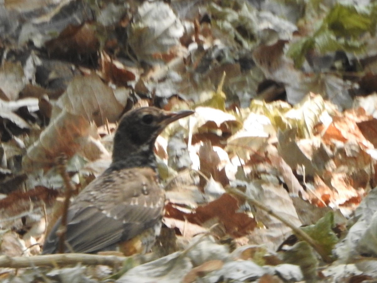 American Robin - ML263406971