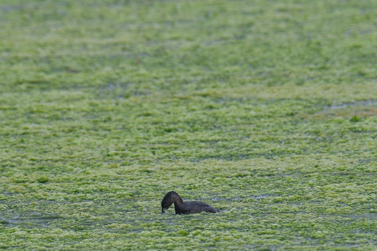 Pied-billed Grebe - ML263407351