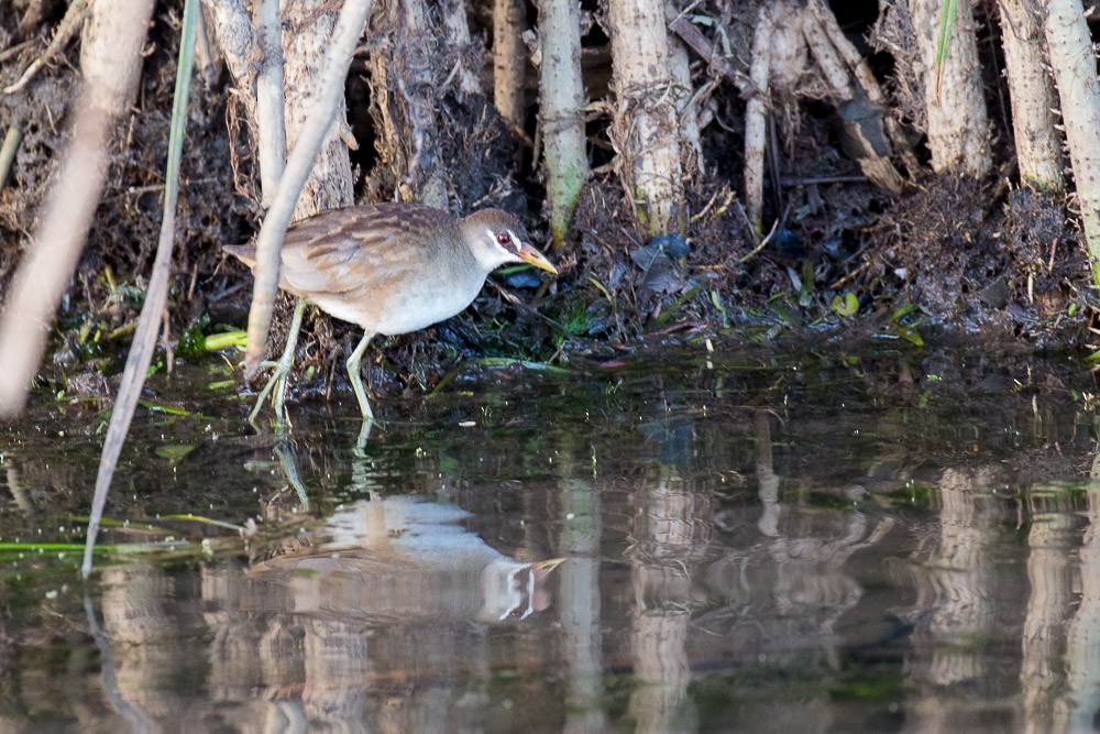 White-browed Crake - ML26340801