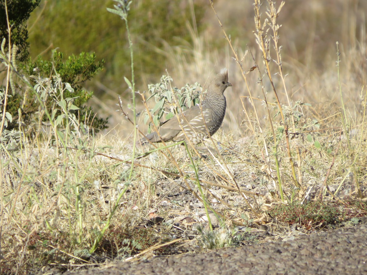Scaled Quail - ML26340921