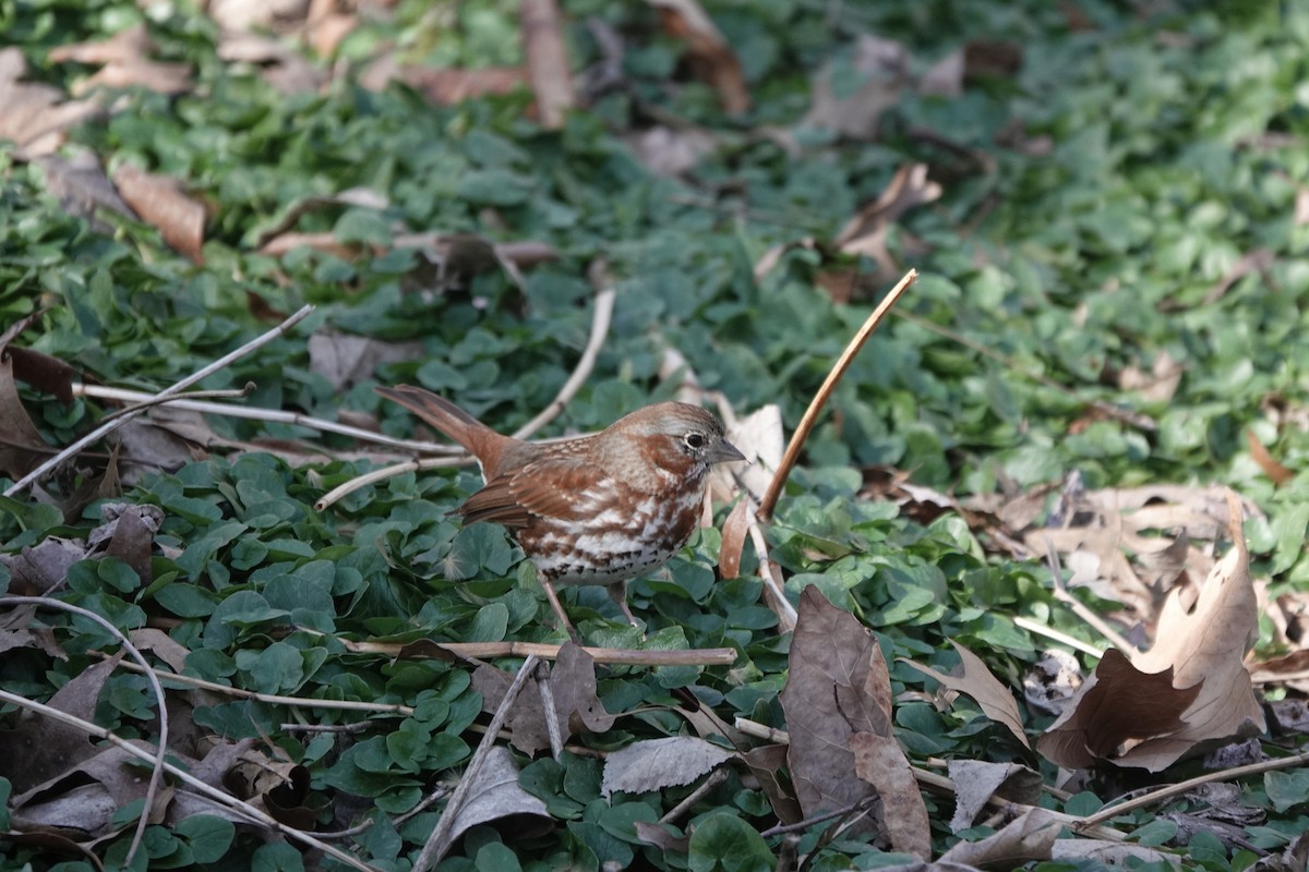 Fox Sparrow - ML263410071