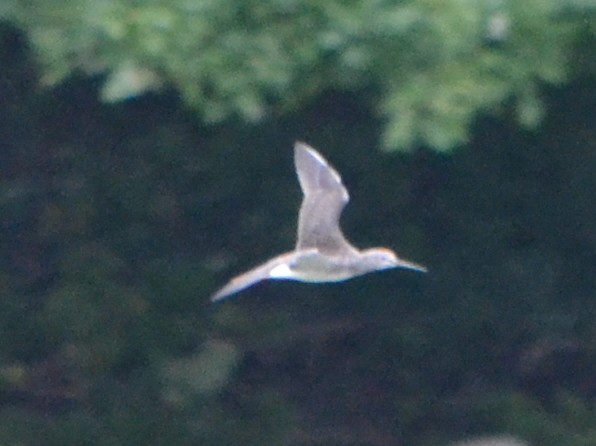 Greater Yellowlegs - ML263412291