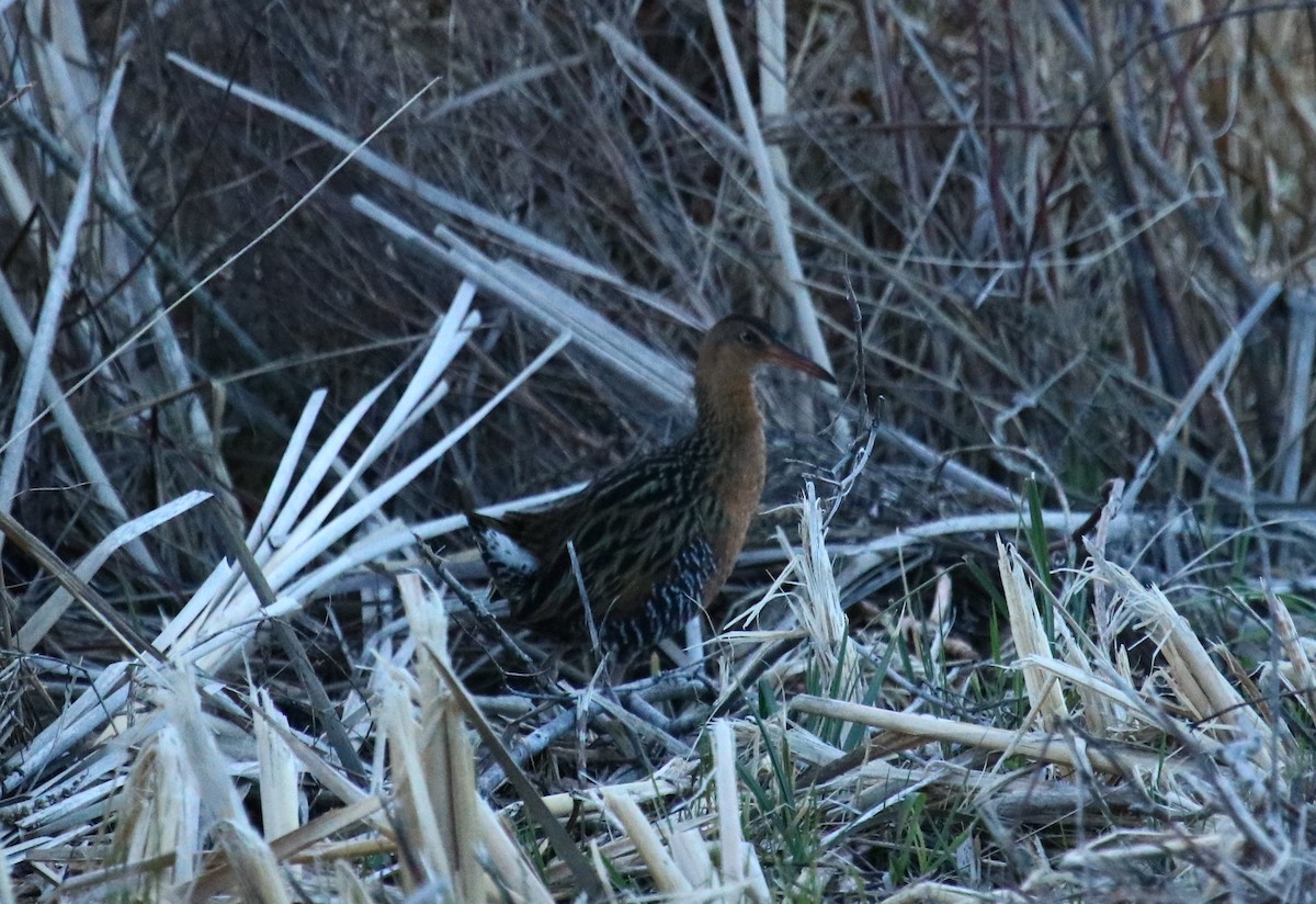 King Rail - ML26341251