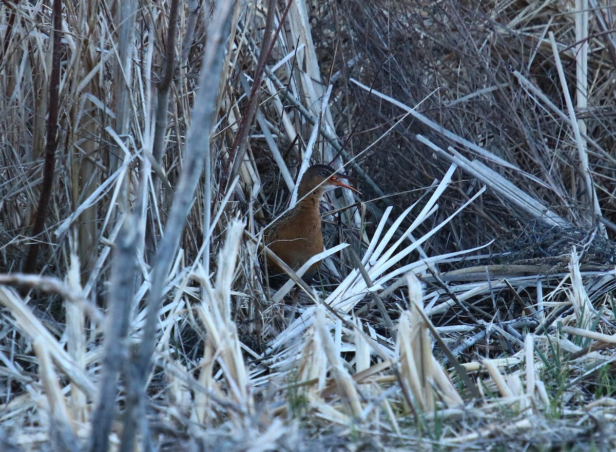 King Rail - ML26341271