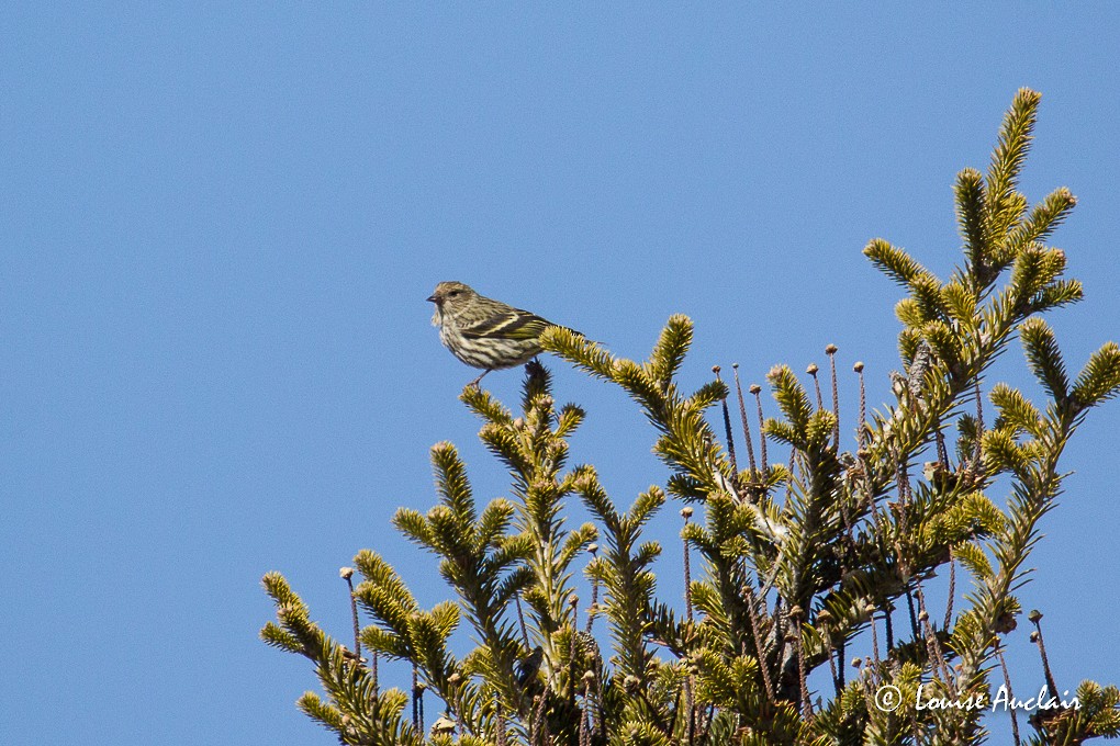 Pine Siskin - ML26341331