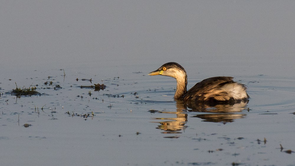 Australasian Grebe - Sharon Kennedy