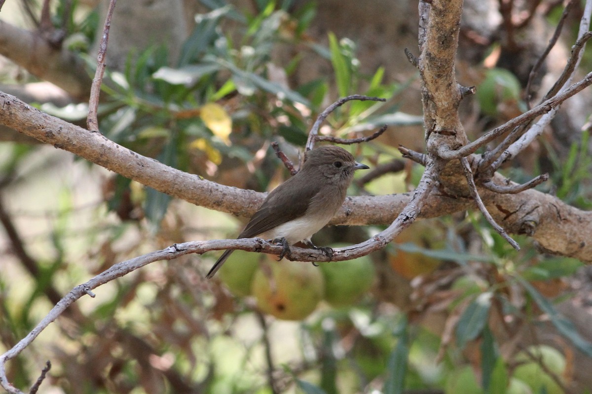 Angola Slaty-Flycatcher - Rainer Seifert