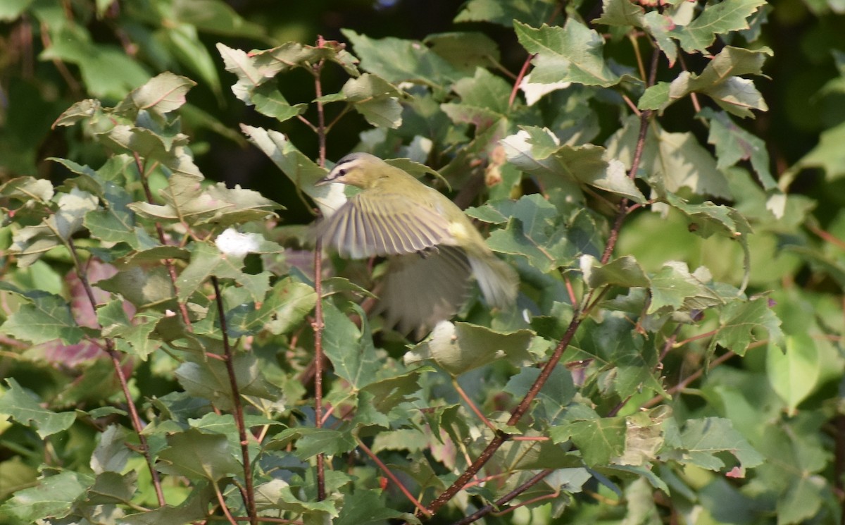 rødøyevireo - ML263416691