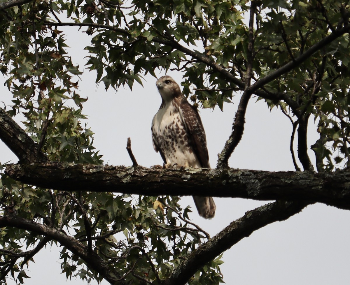 Red-tailed Hawk - ML263417941