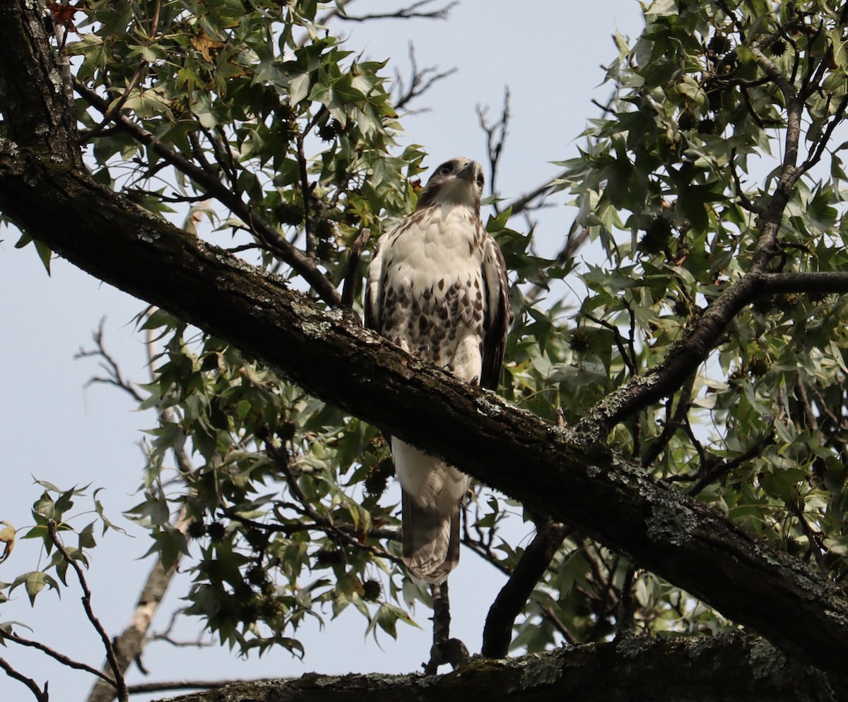 Red-tailed Hawk - ML263417971