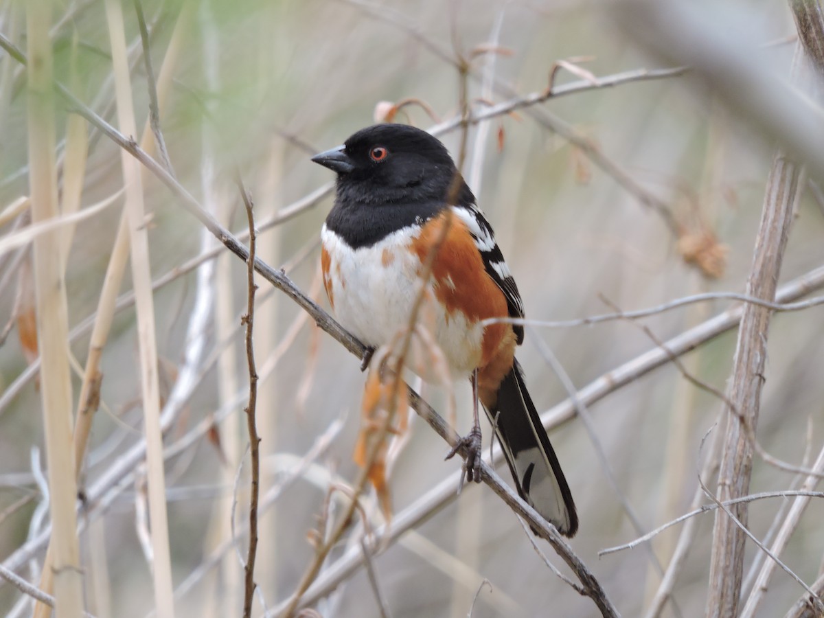 Spotted Towhee - ML26341831