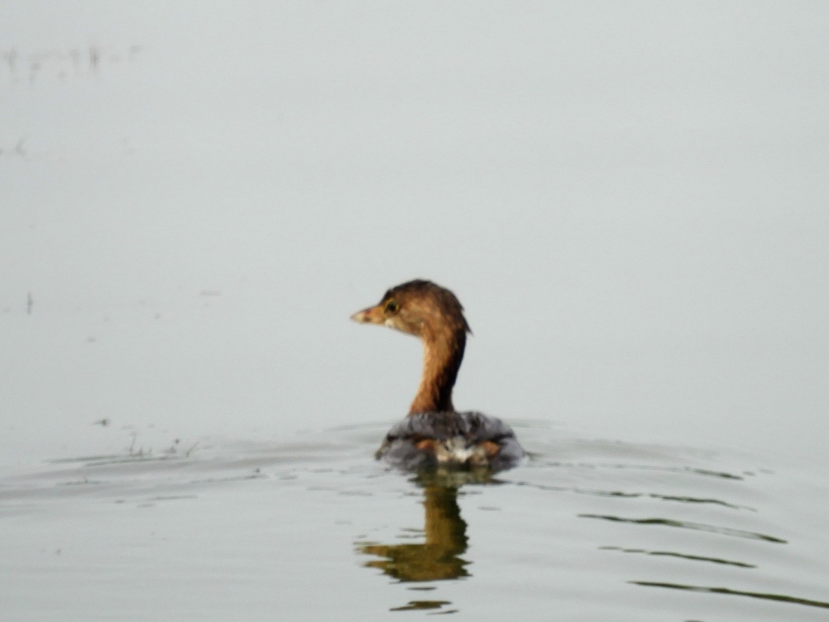 Pied-billed Grebe - ML263418561