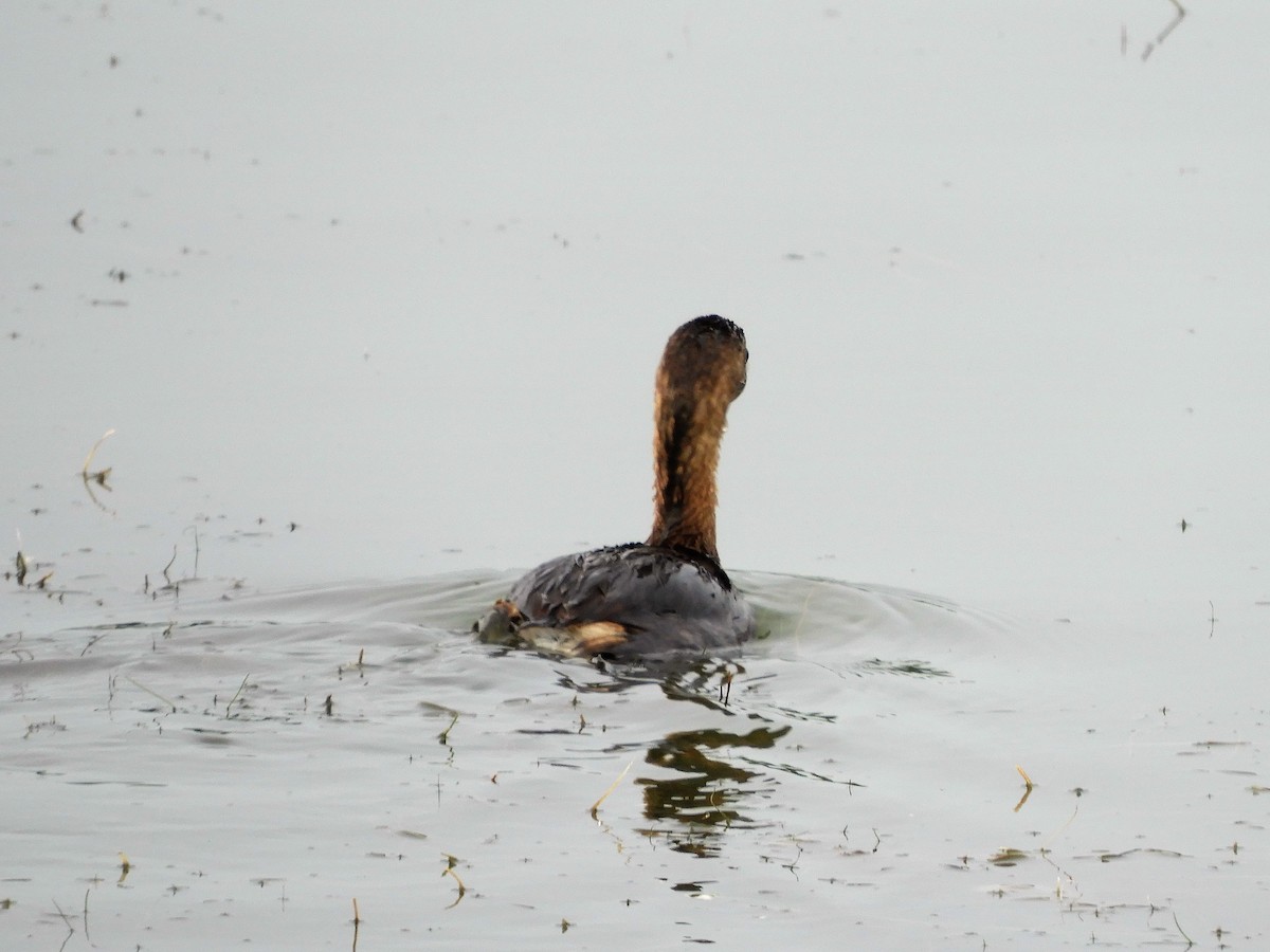 Pied-billed Grebe - ML263418571