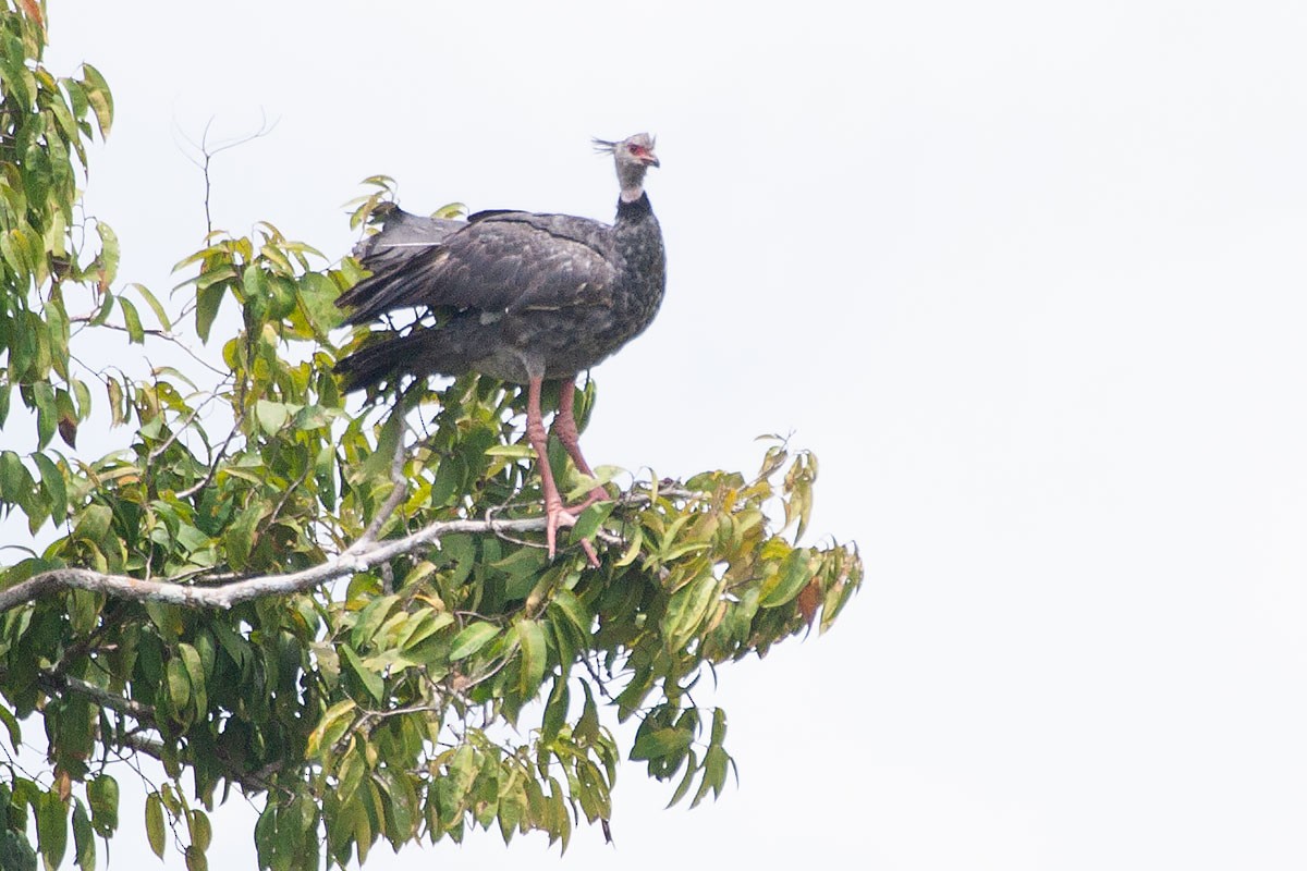 Southern Screamer - ML263419361