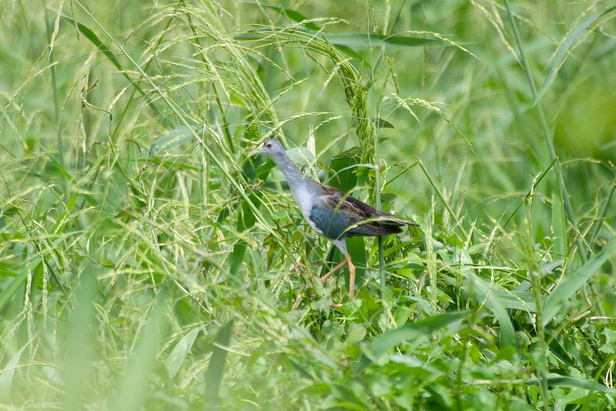 Azure Gallinule - ML263419411