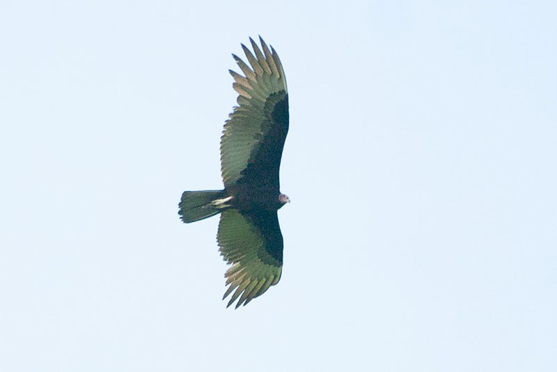Turkey Vulture - ML263419521