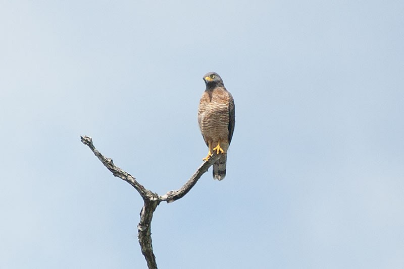 Roadside Hawk - ML263419611