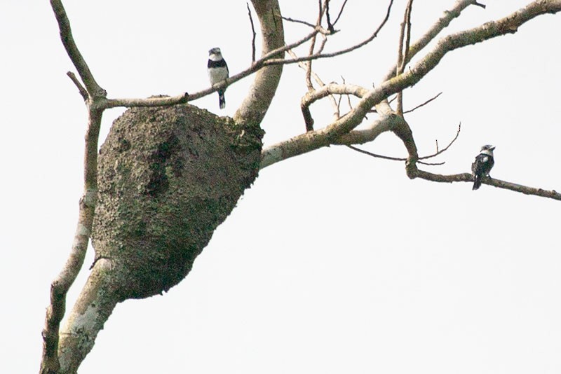 Pied Puffbird - ML263419721