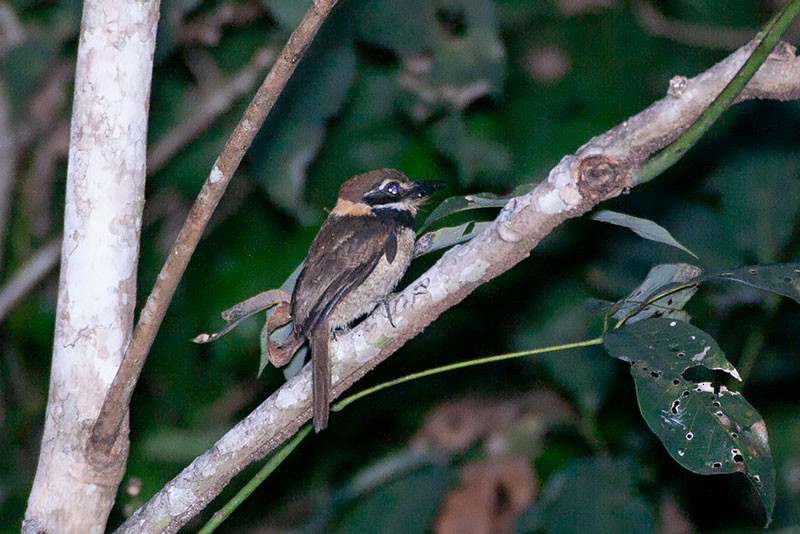 Chestnut-capped Puffbird - ML263419841