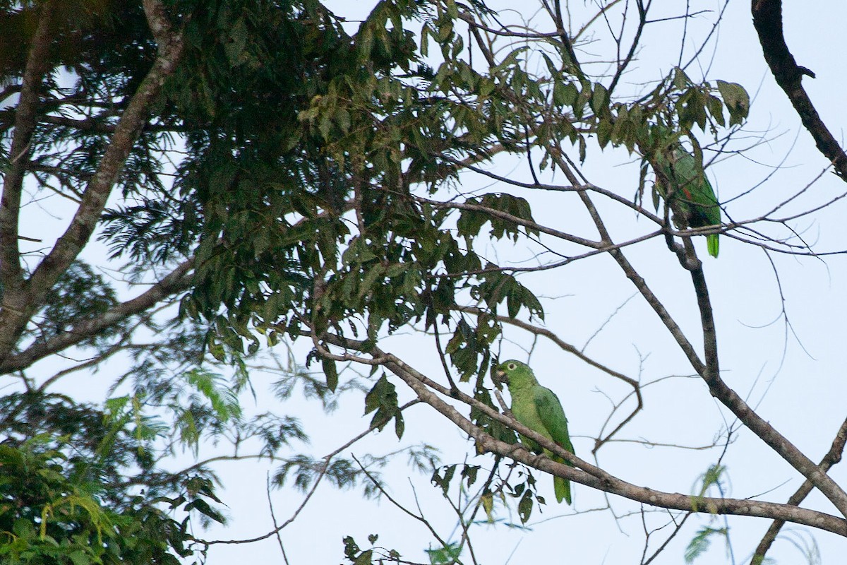 Mealy Amazon - ML263419971