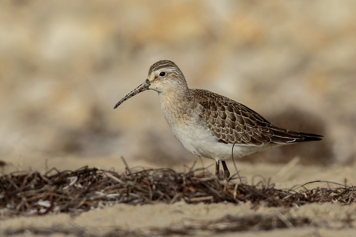 Curlew Sandpiper - ML263420021