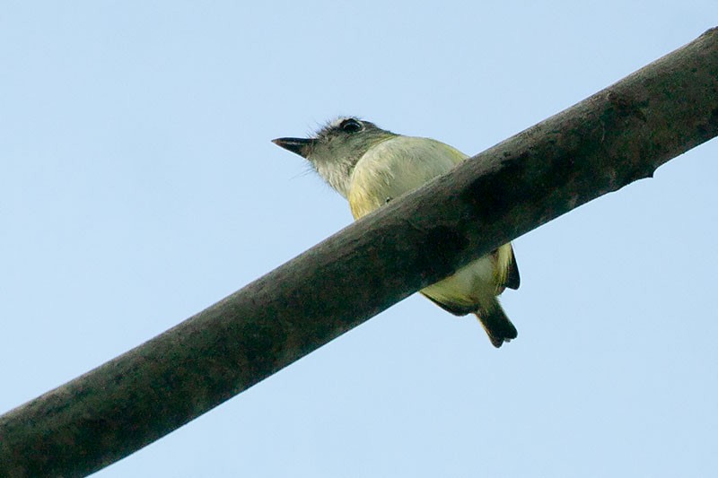 Short-tailed Pygmy-Tyrant - ML263420031