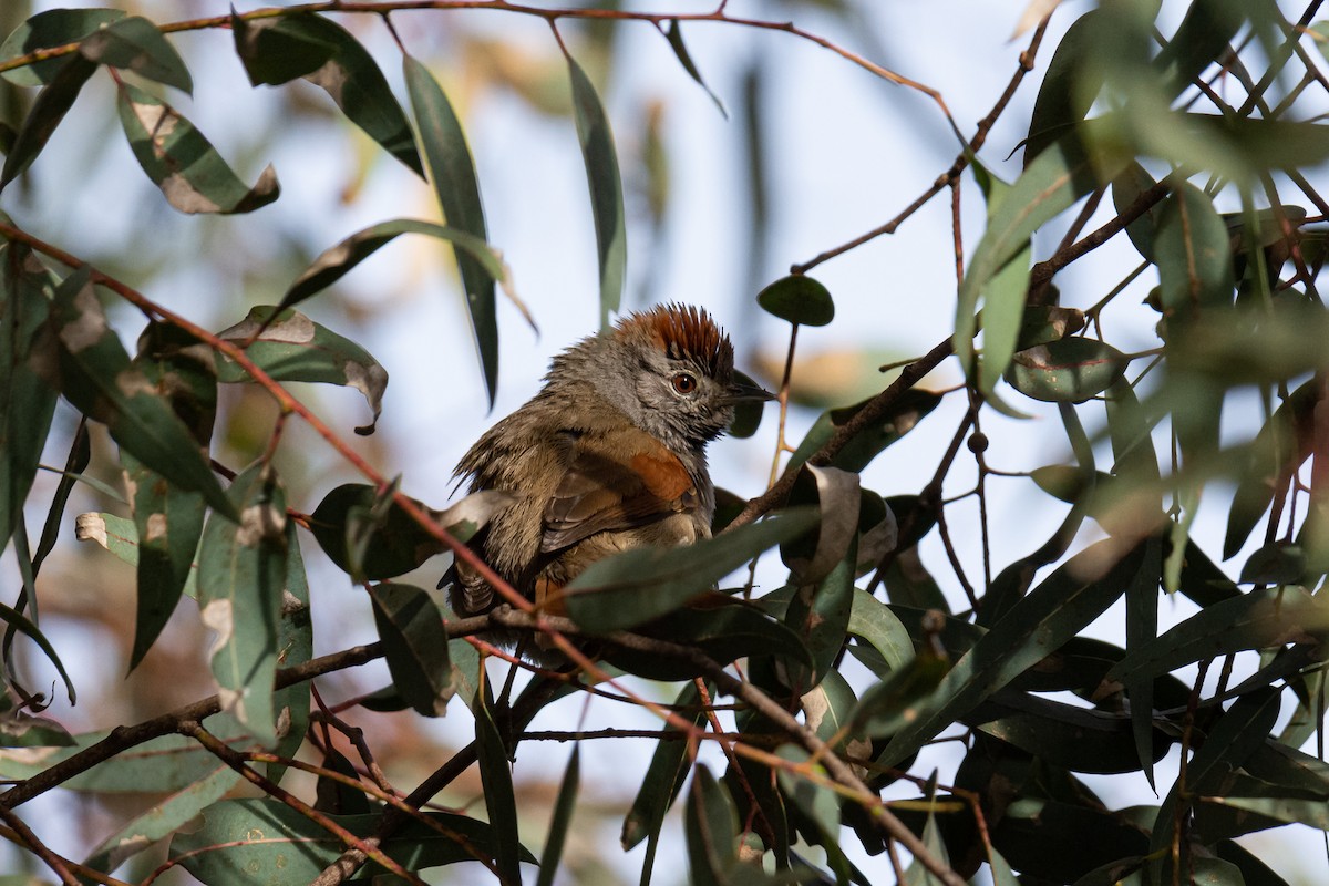 Sooty-fronted Spinetail - ML263420371