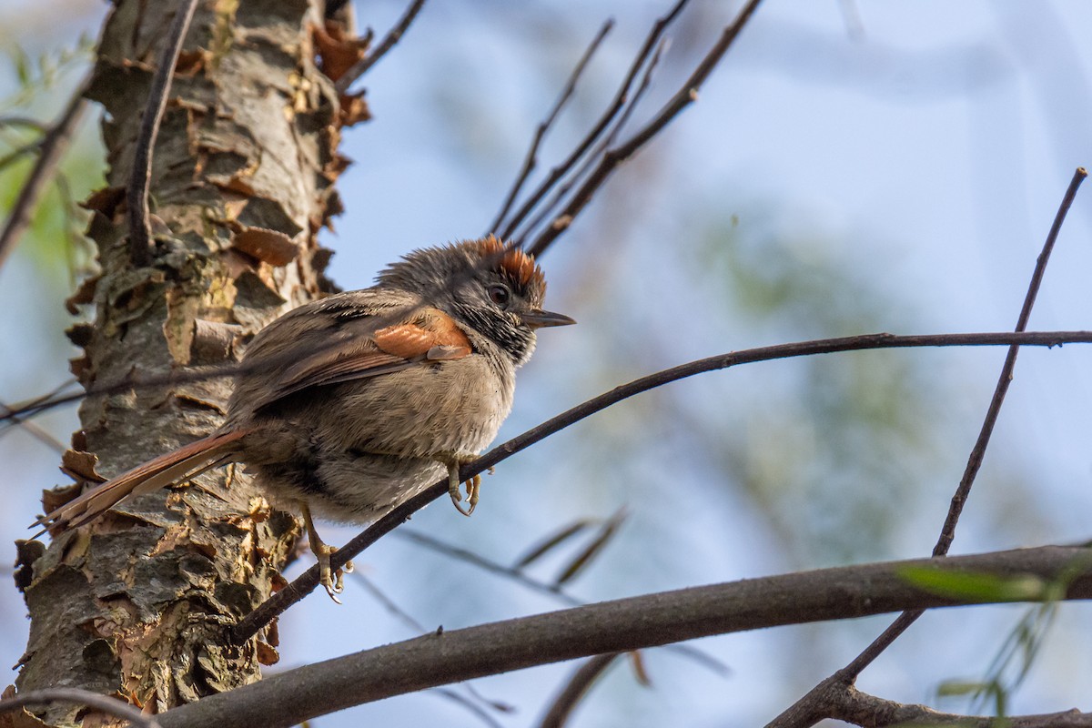 Sooty-fronted Spinetail - ML263420381