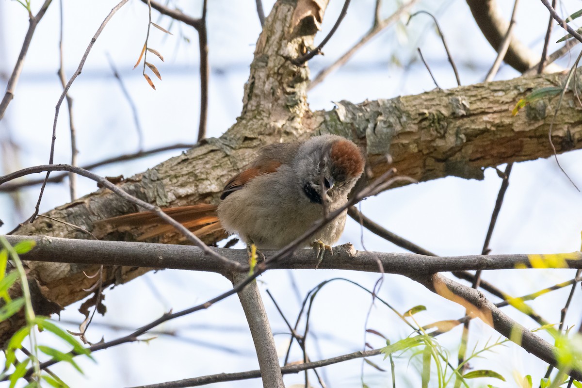 Sooty-fronted Spinetail - ML263420391