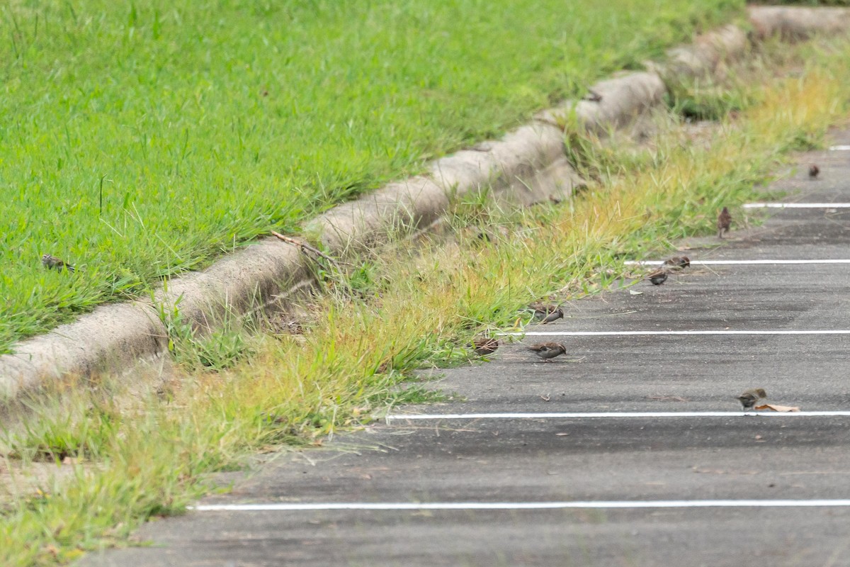 Chipping Sparrow - ML263421041
