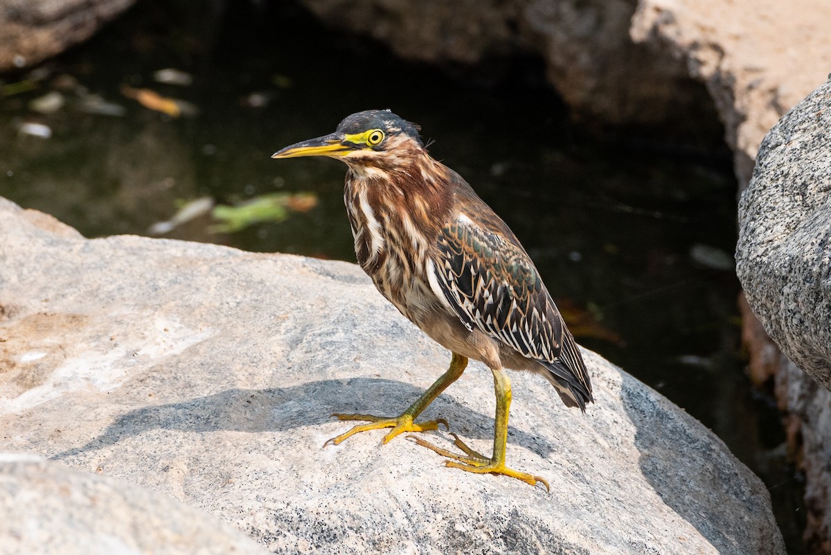 Green Heron - ML263421511