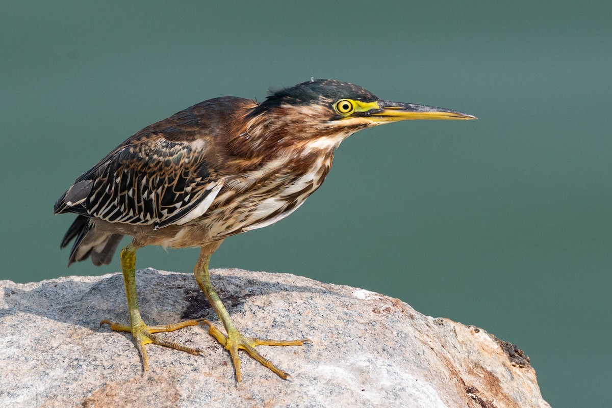 Green Heron - ML263421551