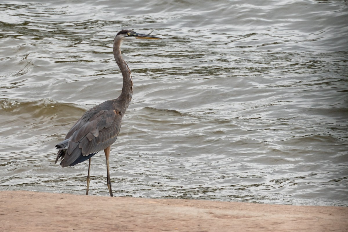 Great Blue Heron - ML263421961