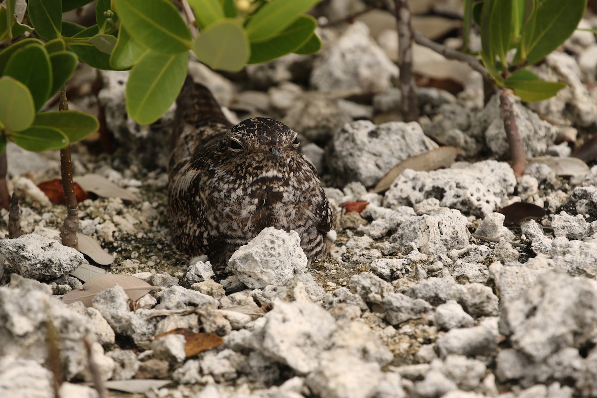 Antillean Nighthawk - Roger Woodruff