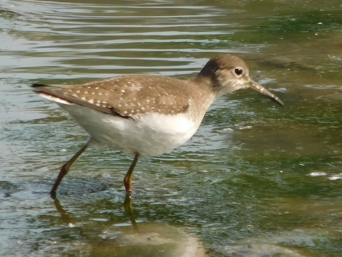 Solitary Sandpiper - ML263424841