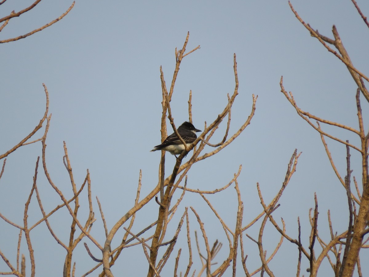 Eastern Kingbird - ML26342581