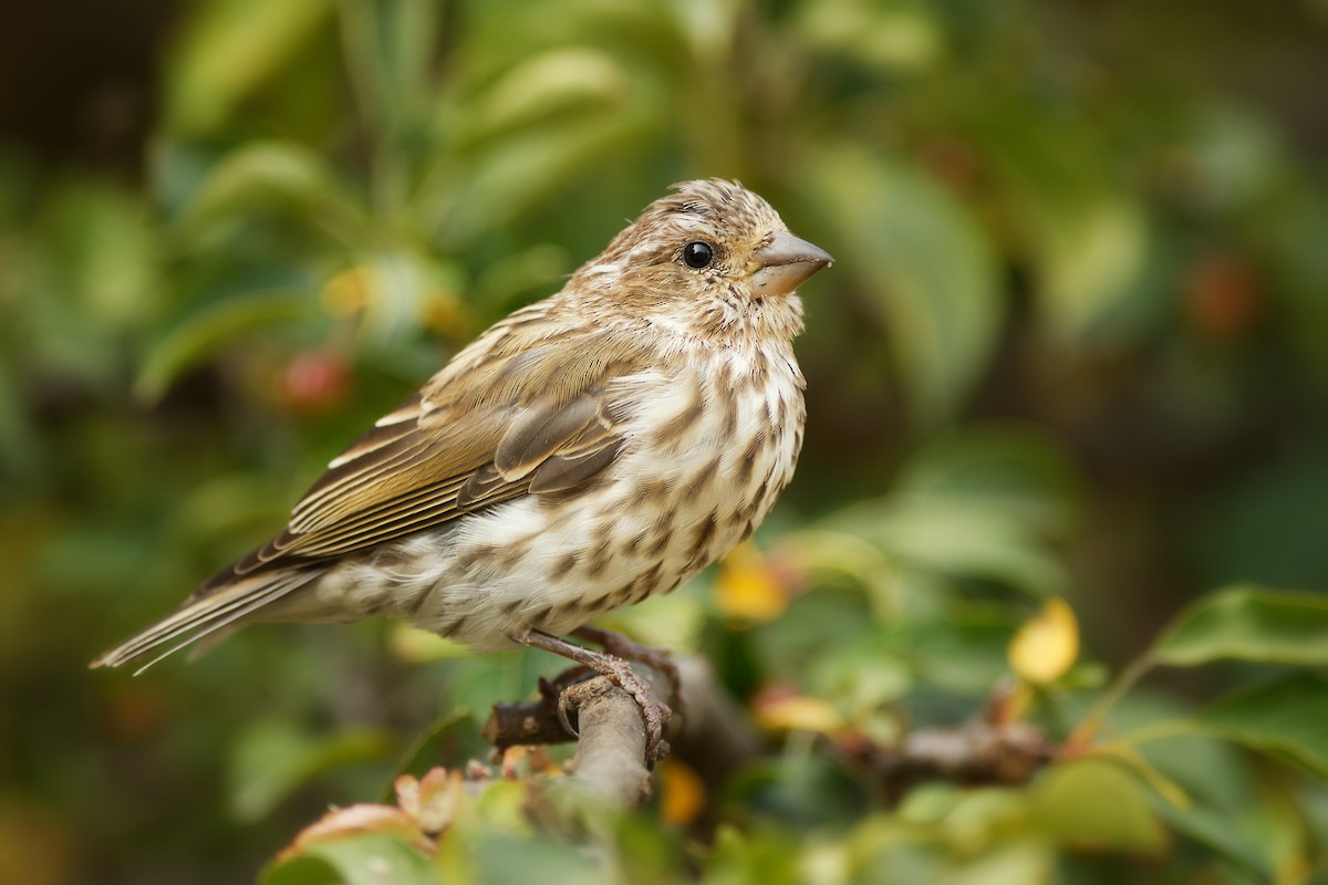 Purple Finch - ML263426421