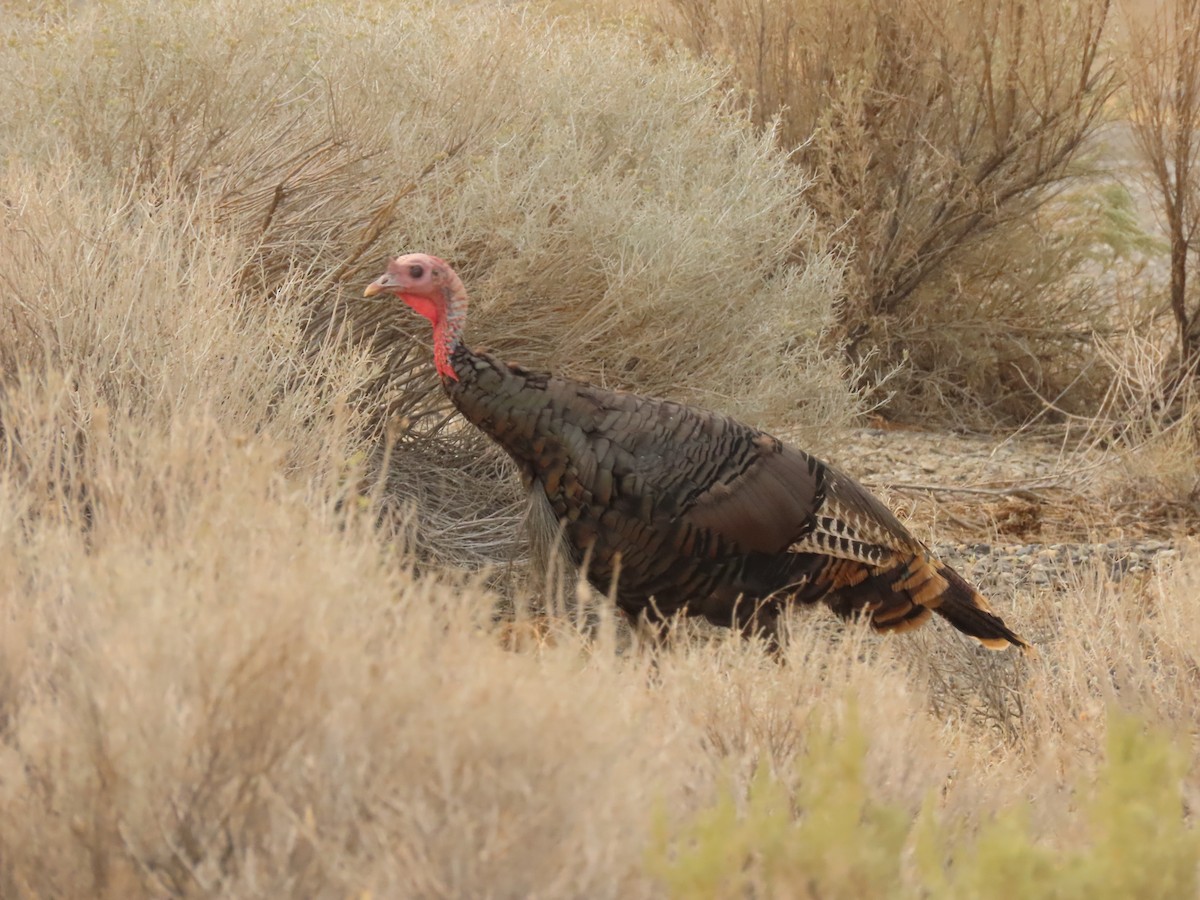 Wild Turkey - ML263427871