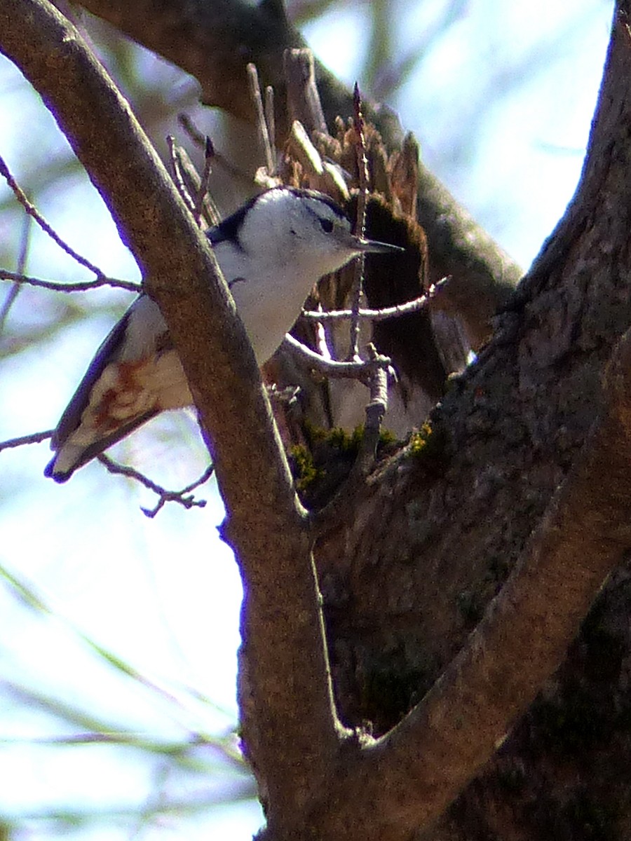 White-breasted Nuthatch - ML26342871