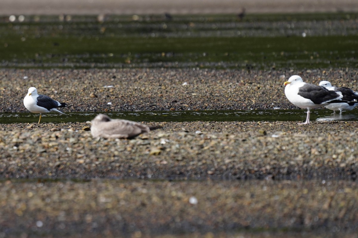 Lesser Black-backed Gull - ML263428741